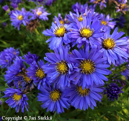 Aster Novi-belgii -ryhmä 'Sini' - reunusasteri - oktoberaster