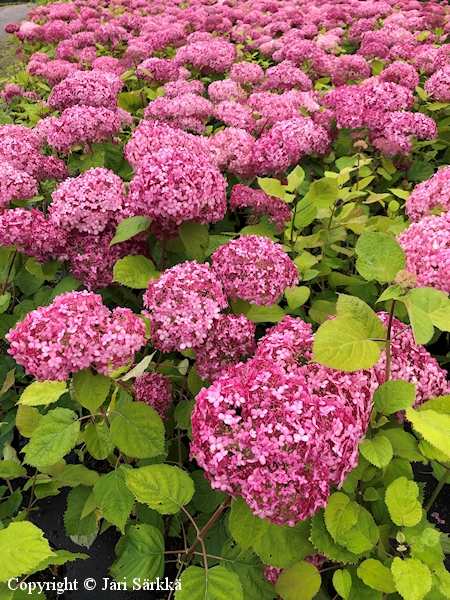 Hydrangea arborescens 'Ncha2' - pallohortensia - fylld vidjehortensia