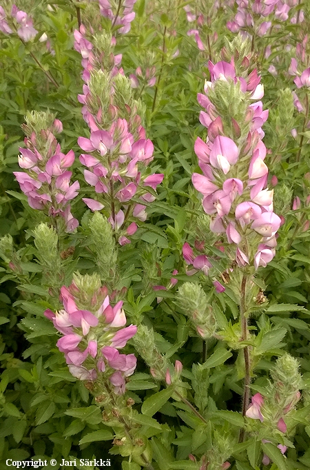 Ononis spinosa ssp. arvensis - kenttäorakko - stallört