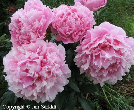 Paeonia lactiflora 'Sarah Bernhardt' - kiinanpioni - luktpion