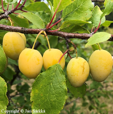 Prunus domestica 'Onega' - luumu - plommon