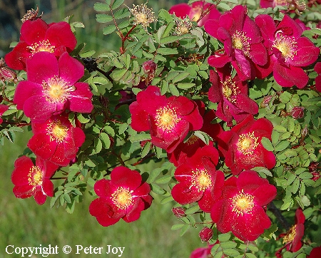 Rosa Pimpinellifolia-Ryhmä 'Tove Jansson' - tovenruusu - pimpinellifoliaros