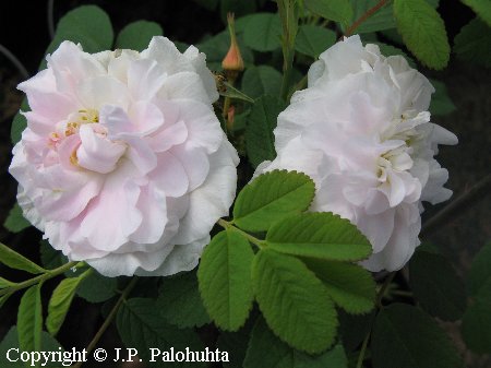 Rosa Rugosa-Ryhmä 'Martin Frobisher' - tarhakurtturuusu - rugosaros