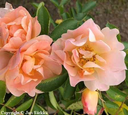 Rosa 'ZLEEltonStrack' - köynnösruusu - klätterros